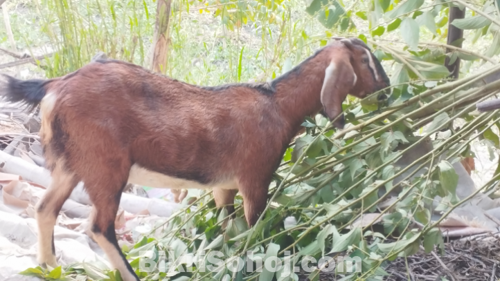 পাঠী ছাগল